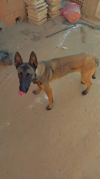 Femal malinoi Wajda 11 mois 
