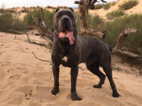 chien-cane-corso-annaba-algerie