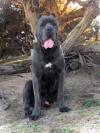 chien-cane-corso-annaba-algerie