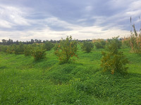 terrain-agricole-vente-tipaza-attatba-algerie