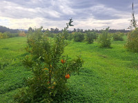 terrain-agricole-vente-tipaza-attatba-algerie