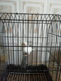 Canari resicife 