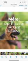 chien-chiot-berger-allemand-pedegree-khraissia-alger-algerie