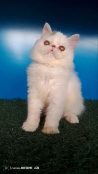 Chats