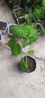 autre-fruit-de-physalis-ain-berda-annaba-algerie