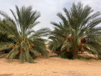 terrain-agricole-vente-biskra-tolga-algerie