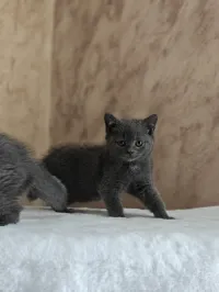Chaton british