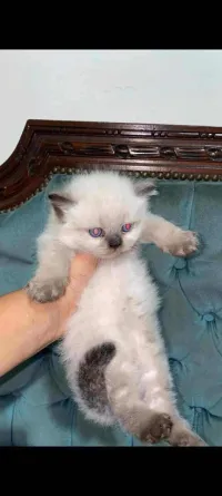Chaton de race ragdoll