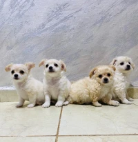 Chihuahua poil long