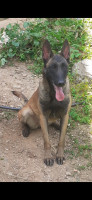 chien-malinois-femelle-tizi-rached-ouzou-algerie