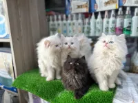 Persan chinchilla