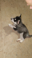 chien-chiot-husky-female-zeralda-alger-algerie