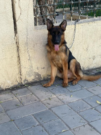 chien-male-berger-allemand-pedigre-baraki-alger-algerie