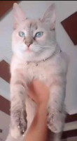 chat-femelle-type-siamois-red-point-constantine-algerie