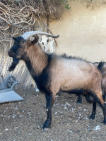 animaux-de-ferme-bouc-alpine-pur-race-el-eulma-setif-algerie