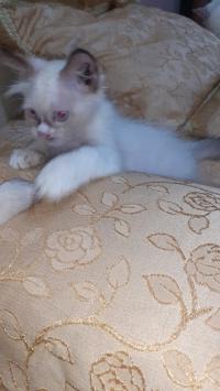chats-chatons-ragdoll-kouba-alger-algerie