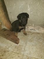 chien-chiot-berger-allemand-jijel-algerie