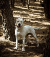 chien-accouplement-dogue-argentin-pedigree-douera-alger-algerie