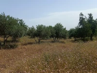 Vente Terrain Agricole Ain defla Bordj emir khaled chikh