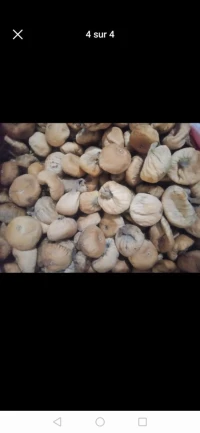 كرموس 