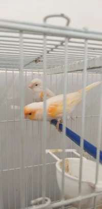 Canari Mosaïque