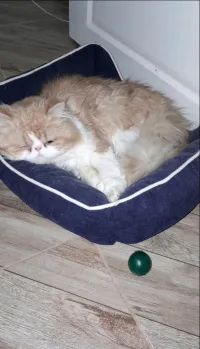 chat persan chinchilla vente 