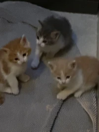 Chat