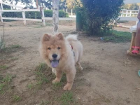 Chaw chaw très bon chien