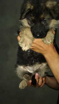 Berger Allemand 