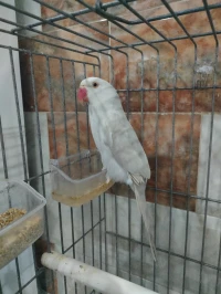 A collier mutation palide
