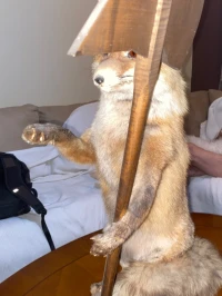 Renard roux empaillé sur socle en bois