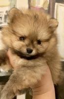 chien-spitz-pomeranian-dely-brahim-alger-algerie