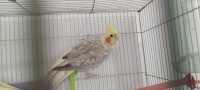 عصفور-couple-de-calopsittes-adultes-alger-baraki-براقي-الجزائر