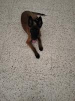 chien-malinois-pure-race-a-vendre-ain-naadja-alger-algerie