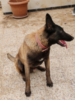 chien-malinois-bir-el-djir-oran-algerie