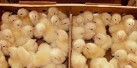 animaux-de-ferme-فلوس-دجاج-أربور-و-كوب-tizi-ouzou-algerie