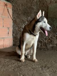 كلب-husky-عزازقة-تيزي-وزو-الجزائر