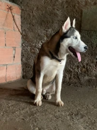 Husky 