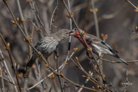 oiseau-roselin-de-mexique-bordj-el-kiffan-alger-algerie