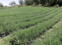 بيع أشجار الزيتون البرية 