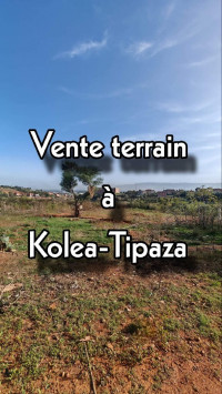 terrain-vente-tipaza-kolea-algerie