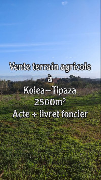 terrain-vente-tipaza-kolea-algerie