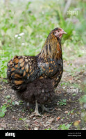 animaux-de-ferme-poule-race-bouzareah-alger-algerie