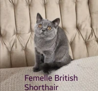 British Shorthair 