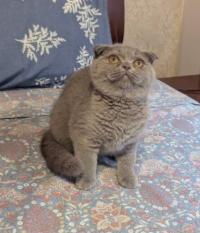 قطة-scottish-fold-femelle-lilac-بئر-خادم-الجزائر