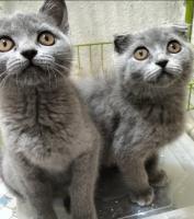 قطة-couple-scottish-fold-et-british-shorthair-بابا-حسن-الجزائر