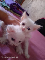 chat-angora-turk-blanche-55-jours-alger-centre-algerie