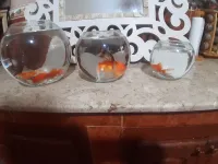 2 Poissons KOI avec Bocals et accessoires 