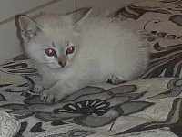 قط سياموا أنثى شهرين 