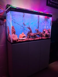 Aquarium avec meuble 1m Complet avec 35 poissons 